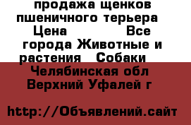 продажа щенков пшеничного терьера › Цена ­ 35 000 - Все города Животные и растения » Собаки   . Челябинская обл.,Верхний Уфалей г.